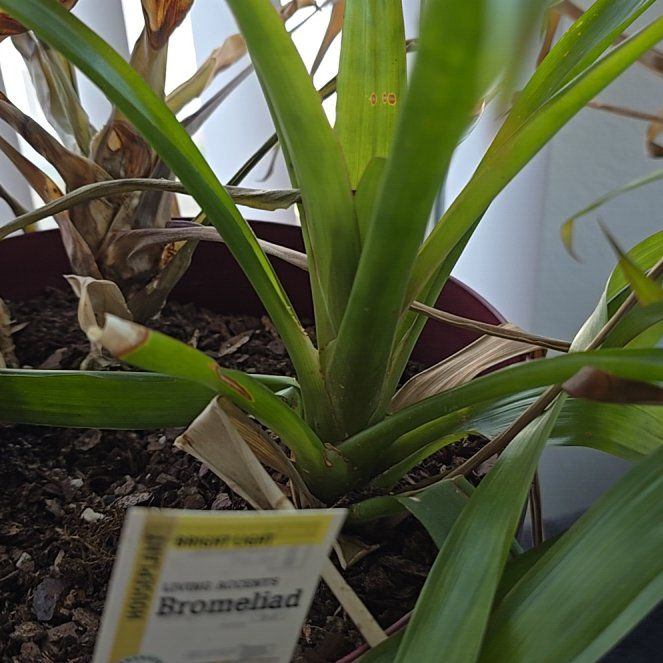 Photo of the plant species Bicolor Bromeliad by @BlueribbonMiro named Mochi on Greg, the plant care app