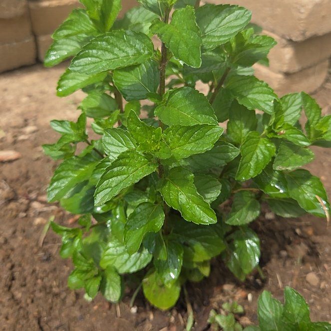 Photo of the plant species Kentucky Colonel Mint by @FoxyCowbane77 named Julep on Greg, the plant care app