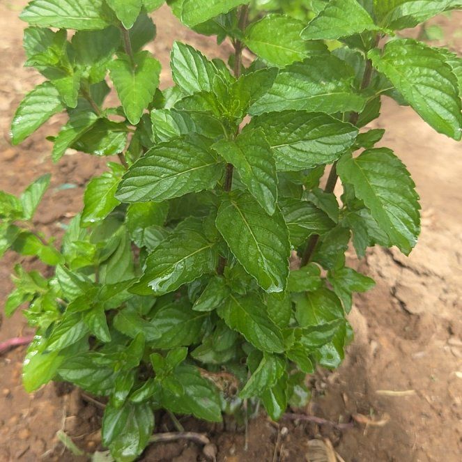 Photo of the plant species Kentucky Colonel Mint by @FoxyCowbane77 named Mojito on Greg, the plant care app