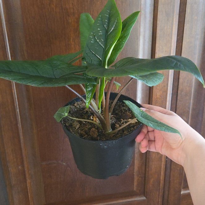 Photo of the plant species Alocasia Scalprum by @FoxyCowbane77 named Shadow the Hedgehog on Greg, the plant care app