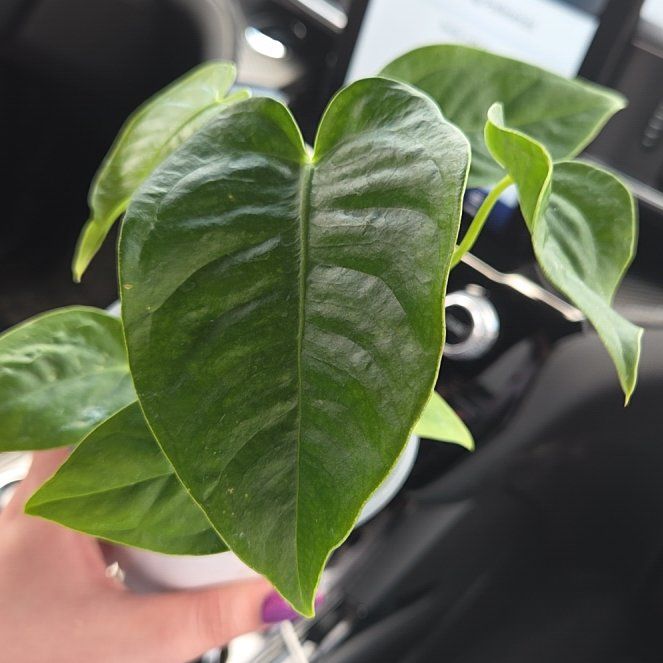 Photo of the plant species Anthurium veitchii by @FoxyCowbane77 named King Molasses on Greg, the plant care app
