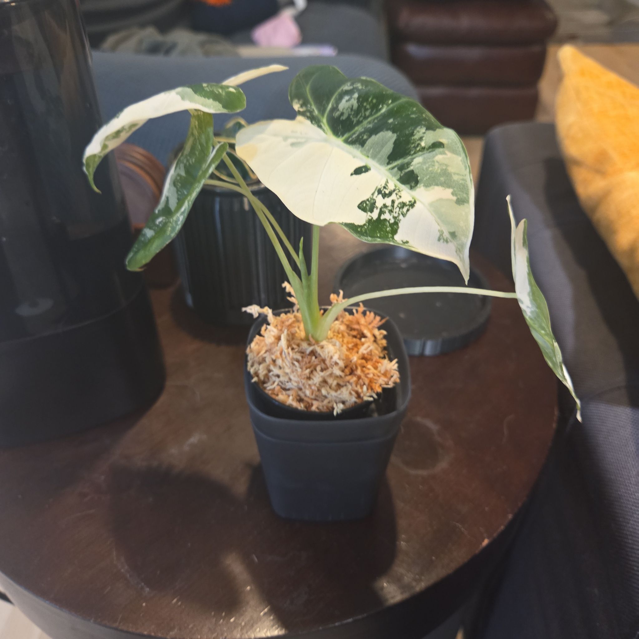 Photo of the plant species Variegated Alocasia frydek by @FoxyCowbane77 named Indie on Greg, the plant care app