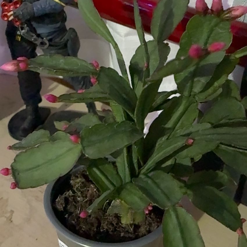 Photo of the plant species Pink Ice Easter Cactus by @MajorPurei29 named Rosa on Greg, the plant care app