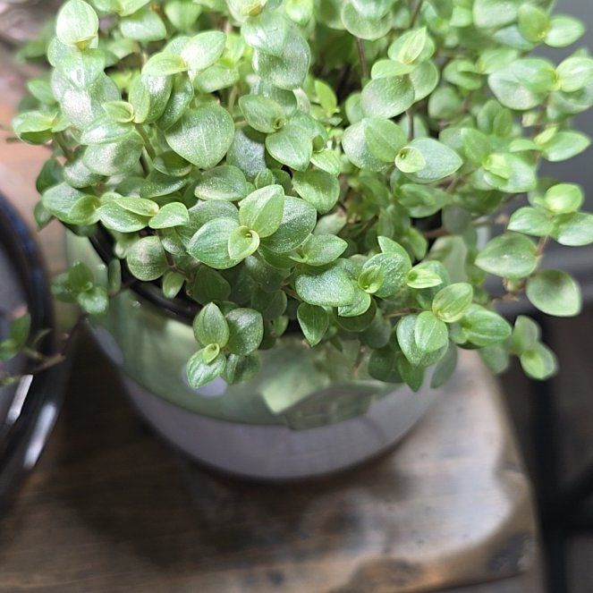 Photo of the plant species Turtle Vine 'Pink Lady' by @RestfulBeech56 named Nemo on Greg, the plant care app