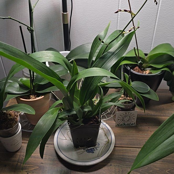 Photo of the plant species Oncidium HOF by @RestfulBeech56 named Lavender on Greg, the plant care app