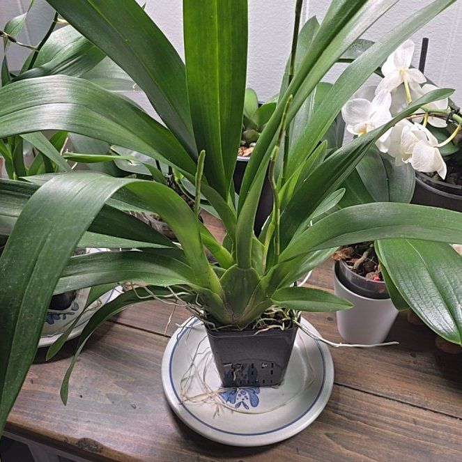 Photo of the plant species Oncidium HOF by @RestfulBeech56 named Walt on Greg, the plant care app