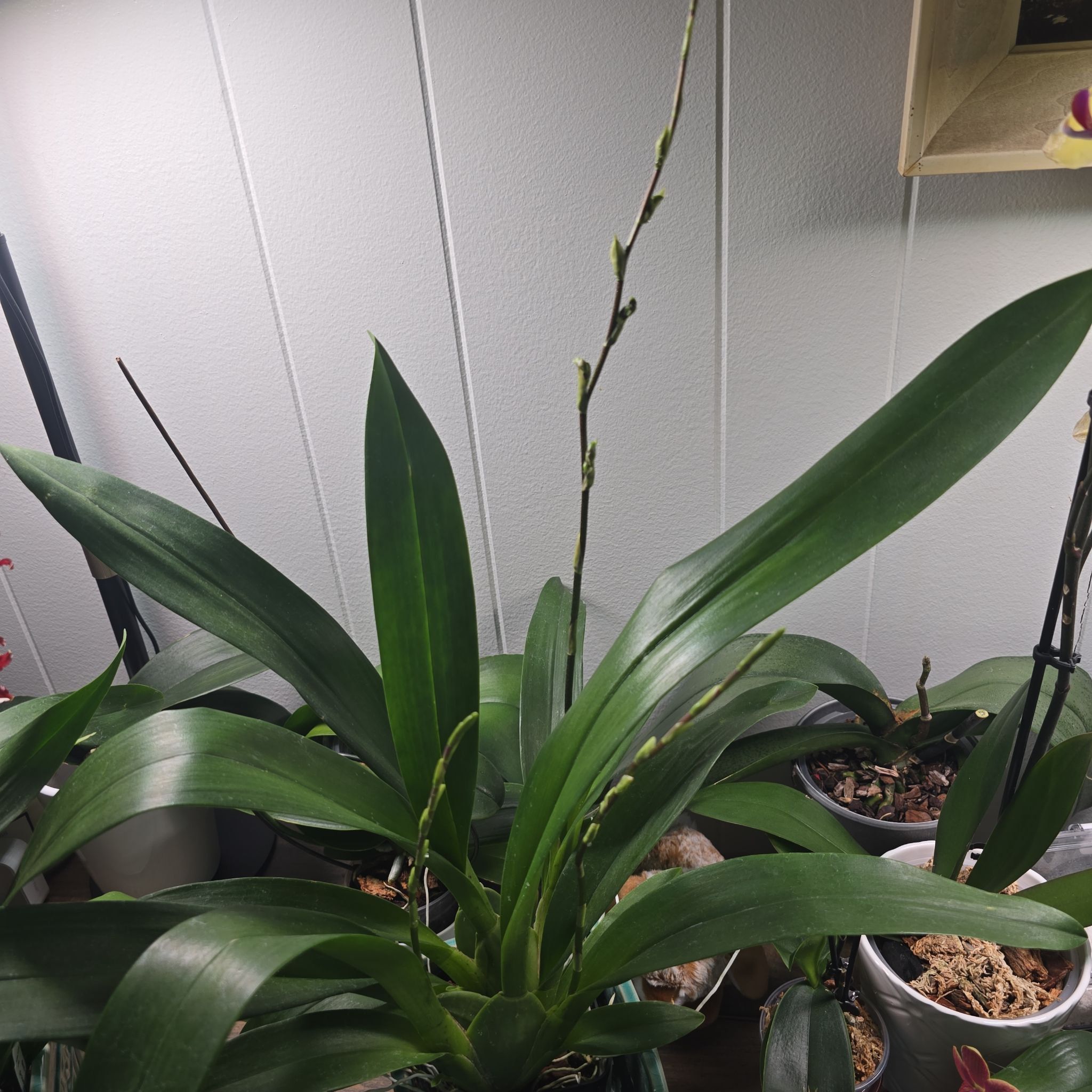 Photo of the plant species Oncidium HOF by @RestfulBeech56 named Walt on Greg, the plant care app