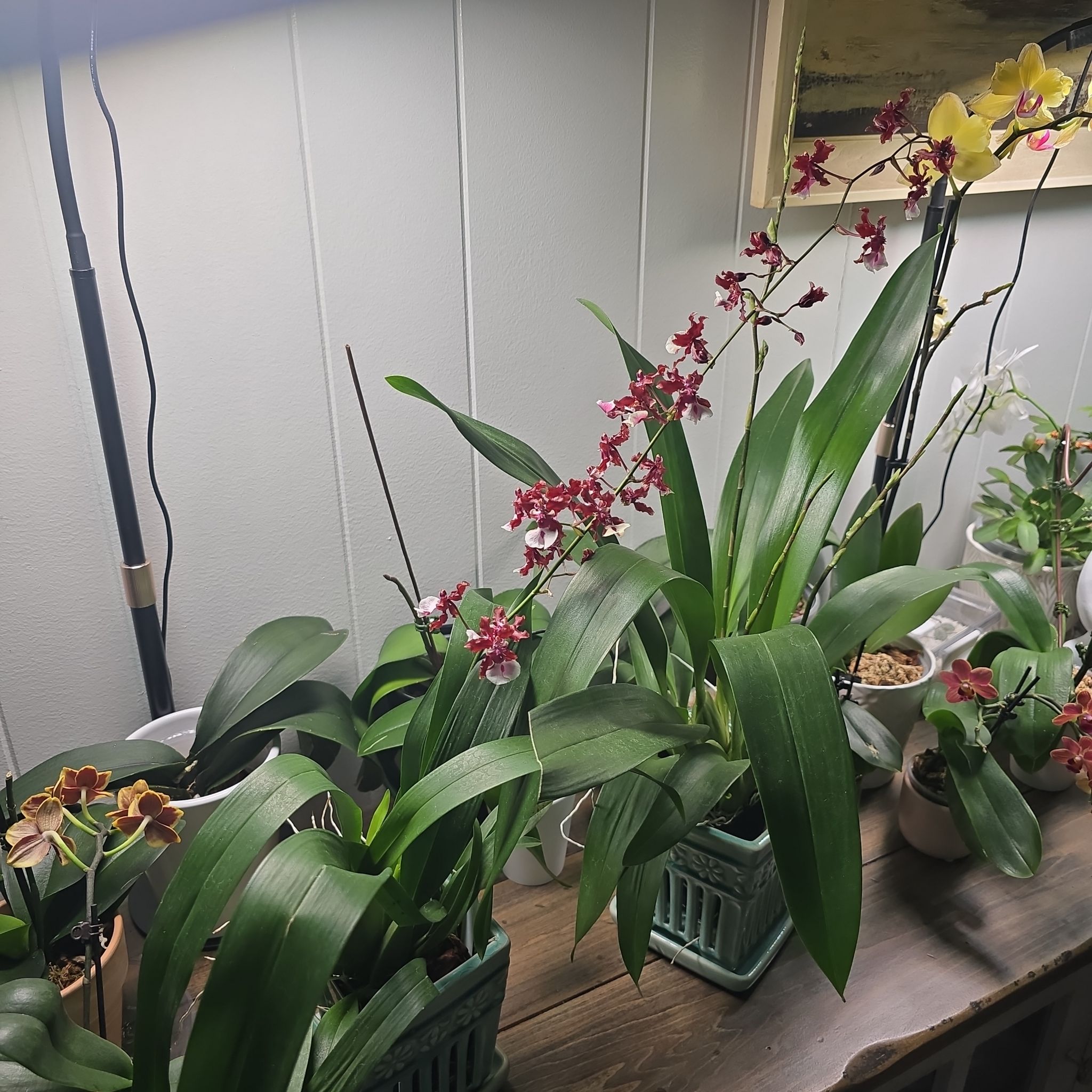 Photo of the plant species Oncidium HOF by @RestfulBeech56 named Lavender on Greg, the plant care app