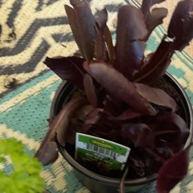 Photo of the plant species Red Romain by @LushChichipe85 named Red Romain on Greg, the plant care app