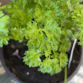Photo of the plant species Curly Parsley by @LushChichipe85 named Parsley on Greg, the plant care app