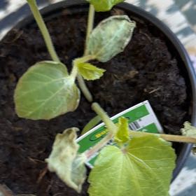 Photo of the plant species Green Okra by @LushChichipe85 named Elle on Greg, the plant care app