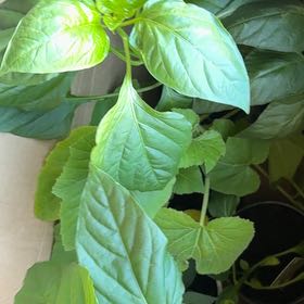 Photo of the plant species Gypsy Mini Bell Pepper by @LushChichipe85 named Gypsy Mini Bell Pepper on Greg, the plant care app