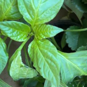 Photo of the plant species Sweet Banana Pepper by @LushChichipe85 named Pax on Greg, the plant care app