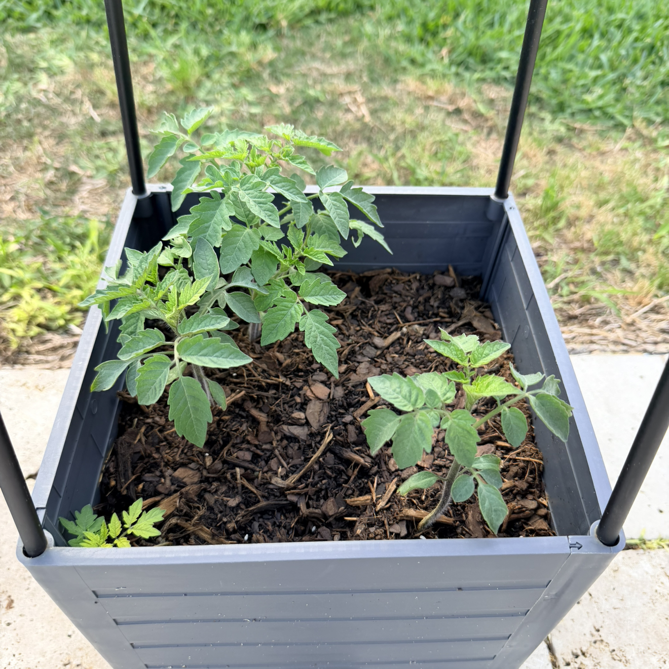 Photo of the plant species Cherry Tomato by @ProRubyball52 named Bella on Greg, the plant care app
