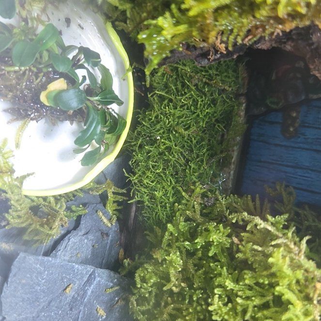 Photo of the plant species Floating Crystalwort by @KeyFeltbush31 named Darwin on Greg, the plant care app