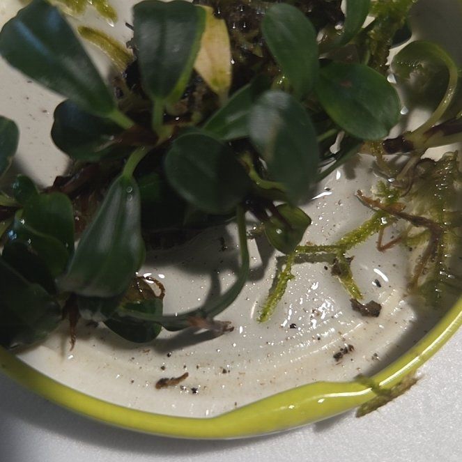 Photo of the plant species Anubias barteri var. nana 'Pinto' by @KeyFeltbush31 named Harry on Greg, the plant care app