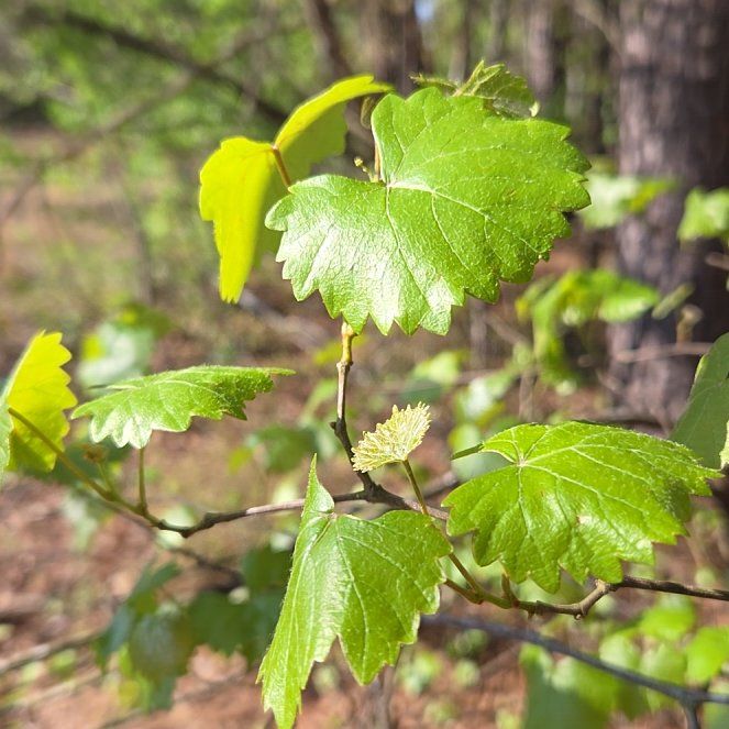 Photo of the plant species Muscadine Grape by @KeyFeltbush31 named Curie on Greg, the plant care app