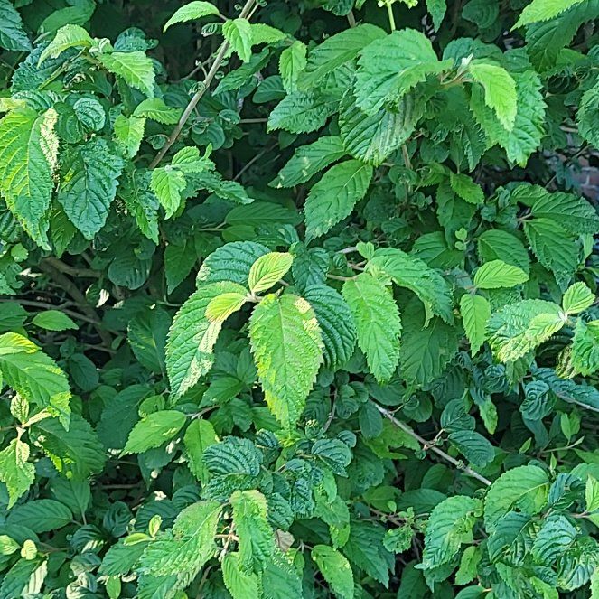 Photo of the plant species Arrowwood Viburnum by @SparklyOxlip47 named Hamilton on Greg, the plant care app