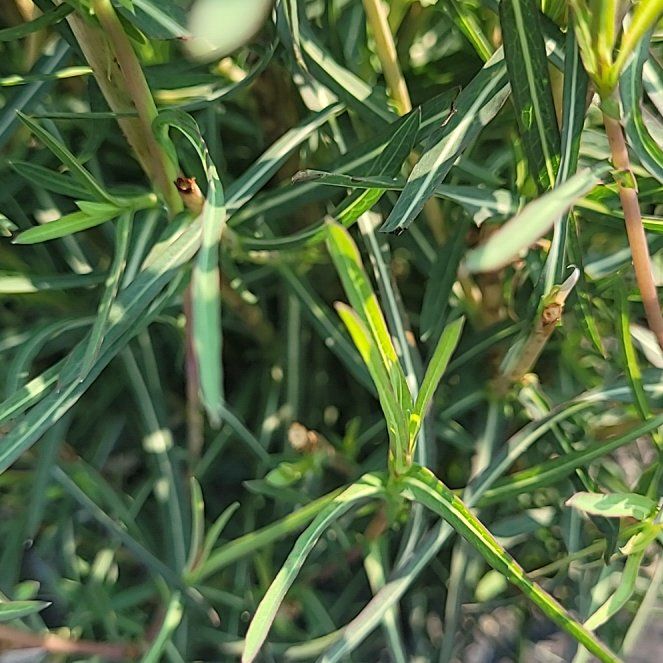 Photo of the plant species Kikuyugrass by @SparklyOxlip47 named Rainier on Greg, the plant care app