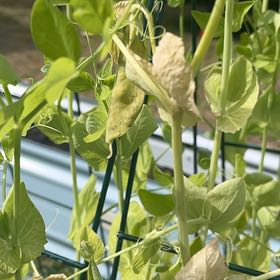 Photo of the plant species Peas by @EthicalRye50 named Duke on Greg, the plant care app