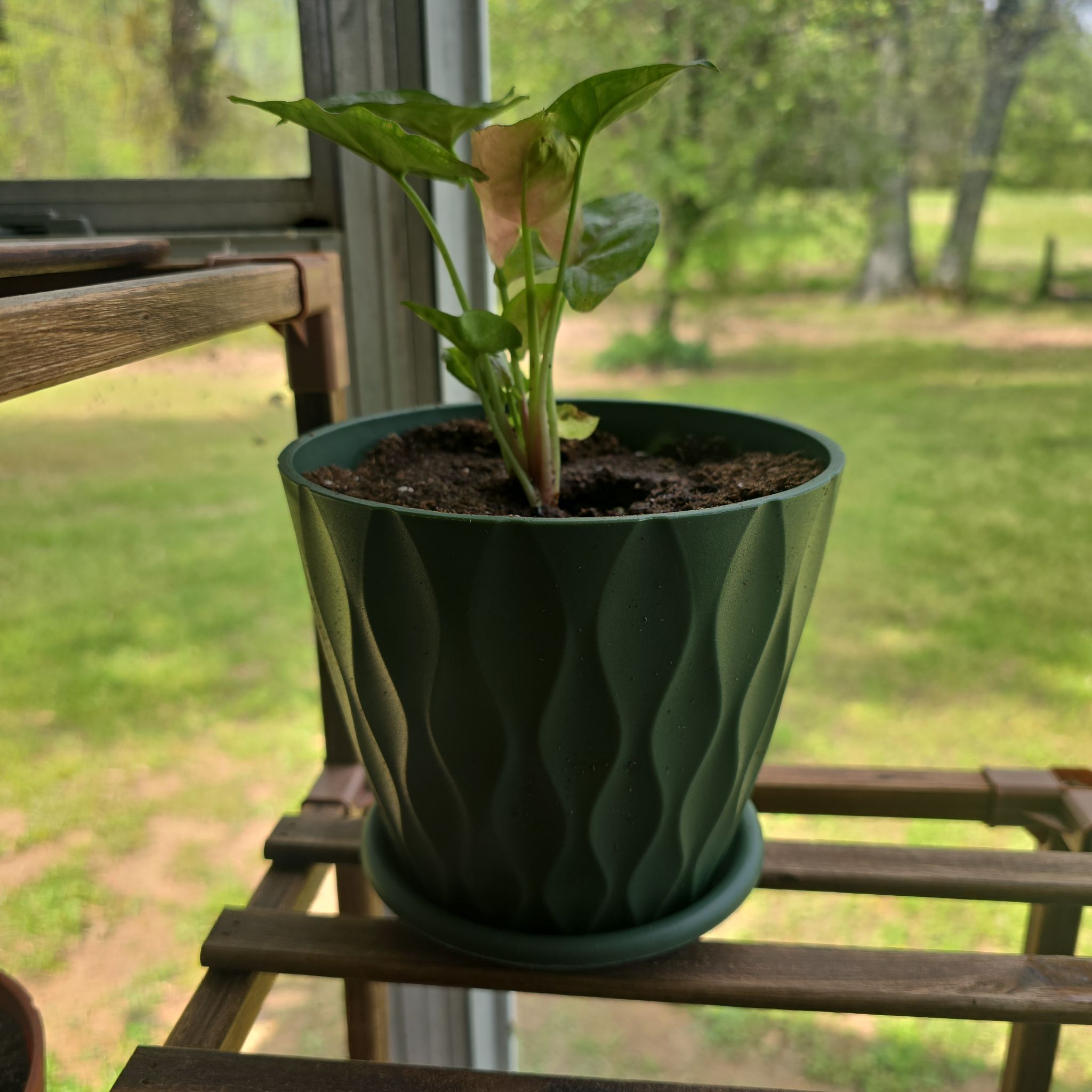 Photo of the plant species Dwarf Voodoo Lily by @BackupBarley58 named Homer on Greg, the plant care app