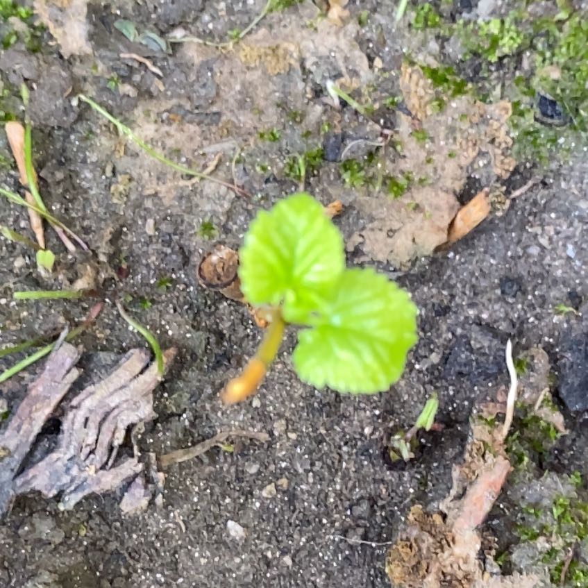 Photo of the plant species Black Mulberry by @CommandingRuby6 named Pax on Greg, the plant care app
