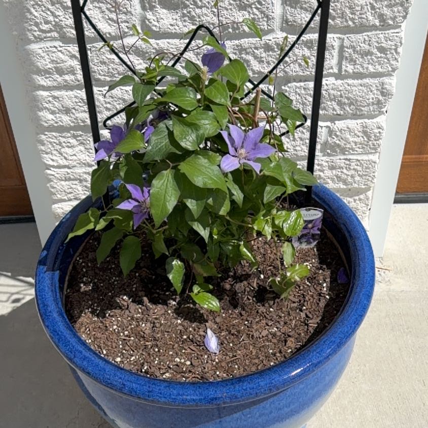 Photo of the plant species Olympia Clematis by @Coledig named Apollo on Greg, the plant care app