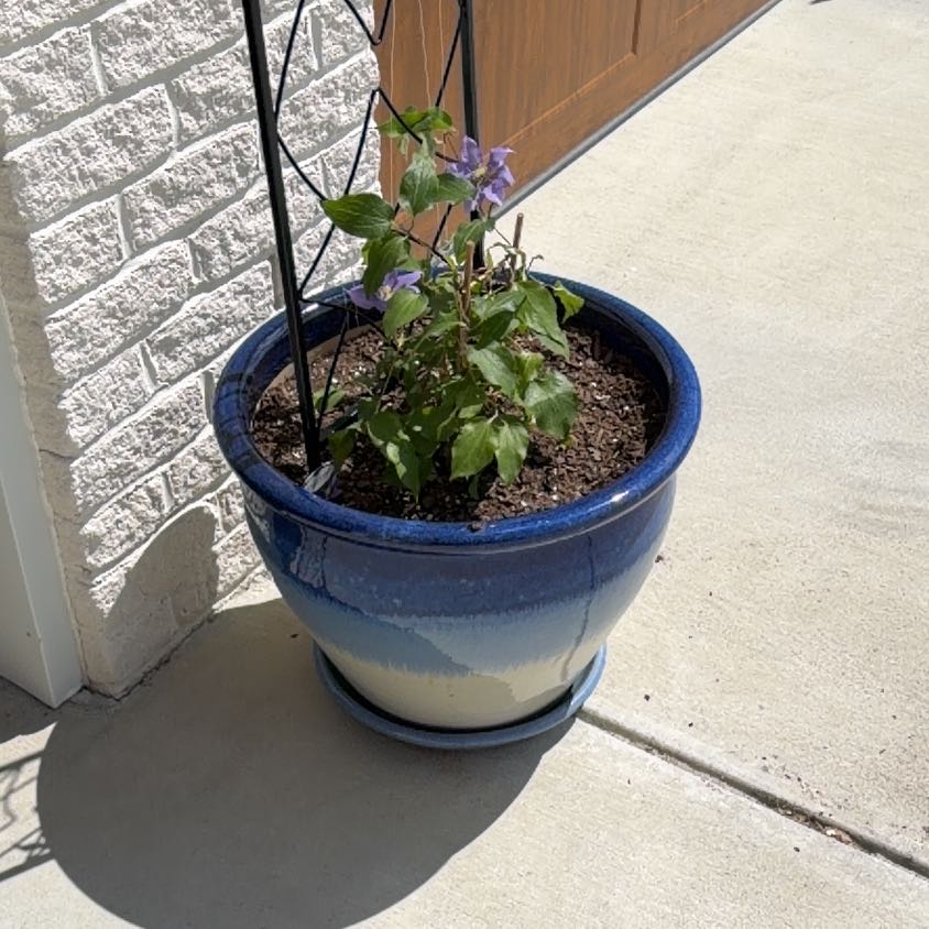 Photo of the plant species Olympia Clematis by @Coledig named Robert Plant on Greg, the plant care app