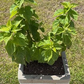 Photo of the plant species Hibiscus 'Luna Rose' by @Coledig named Kobe on Greg, the plant care app