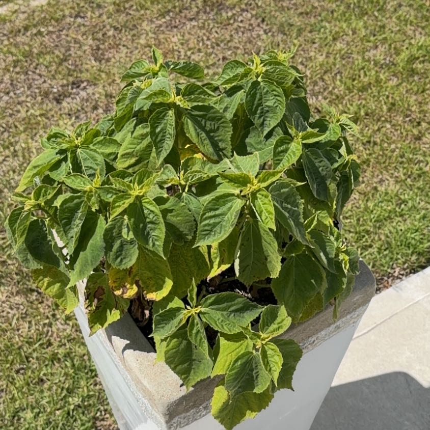 Photo of the plant species Hibiscus 'Luna Rose' by @Coledig named Winston on Greg, the plant care app