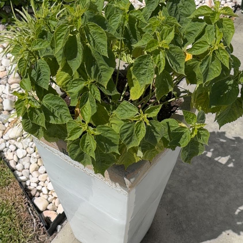 Photo of the plant species Hibiscus 'Luna Rose' by @Coledig named Messi on Greg, the plant care app
