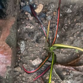 Photo of the plant species Goose Tongue by @FullBrushbox90 named Pax on Greg, the plant care app