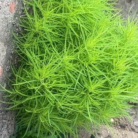 Photo of the plant species Mexican Burningbush by @FullBrushbox90 named Morgan Treeman on Greg, the plant care app