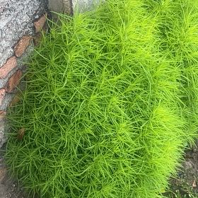 Photo of the plant species Jensen's Polytrichum Moss by @FullBrushbox90 named Huckleberry Fern on Greg, the plant care app