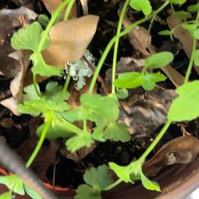 Photo of the plant species Shining Geranium by @BestQuince9 named Xena on Greg, the plant care app