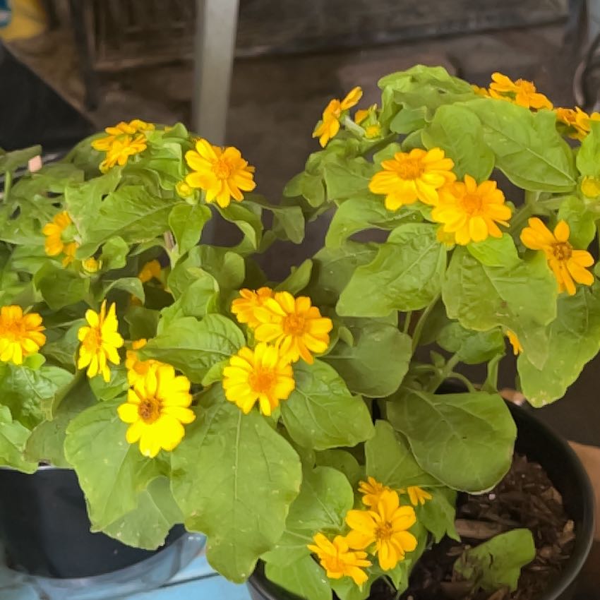 Photo of the plant species Botón De Oro by @BestQuince9 named Lola on Greg, the plant care app