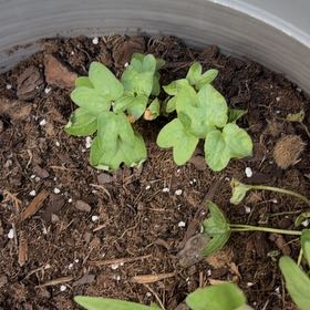 Photo of the plant species American Liverleaf by @VipMarimo16 named Anne on Greg, the plant care app