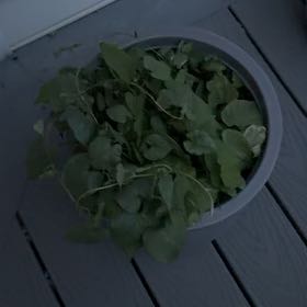Photo of the plant species Common Morning Glory by @VipMarimo16 named Figyonce on Greg, the plant care app