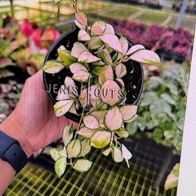 Photo of the plant species Hoya heuschkeliana by @ClassyPersia named Curie on Greg, the plant care app