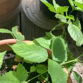 Photo of the plant species European Red Raspberry by @RadiantMizuna27 named Delilah on Greg, the plant care app