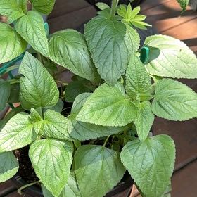 Photo of the plant species Anise-Scented Sage by @PrudentPeanut9 named Remington on Greg, the plant care app