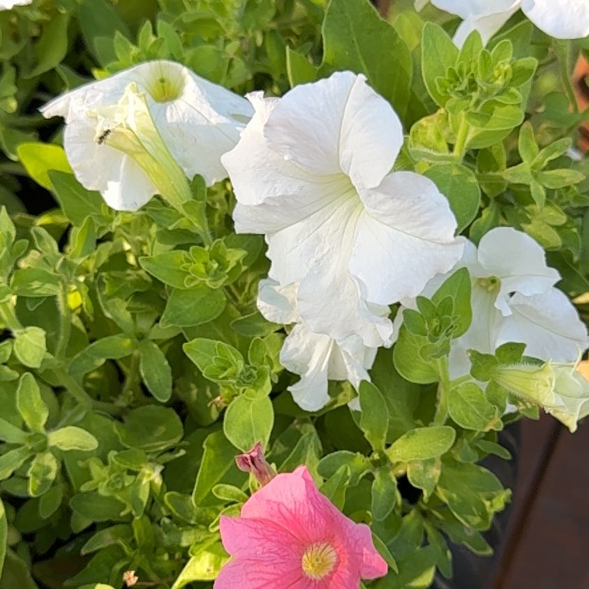 Photo of the plant species Petunia by @PrudentPeanut9 named ChloroPhil on Greg, the plant care app