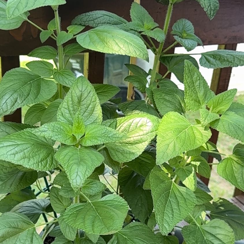 Photo of the plant species Anise-Scented Sage by @PrudentPeanut9 named Denali on Greg, the plant care app