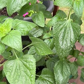 Photo of the plant species Anise-Scented Sage by @PrudentPeanut9 named Mochi on Greg, the plant care app