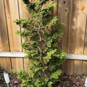 Photo of the plant species Hinoki Cypress 'Gracilis Compacta' by @FullCoralfern61 named Ronaldo on Greg, the plant care app
