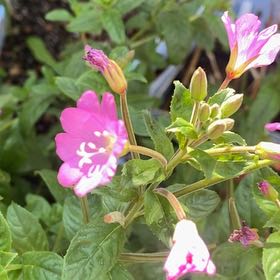 Photo of the plant species Codlins and Cream by Beccie named Gobi on Greg, the plant care app