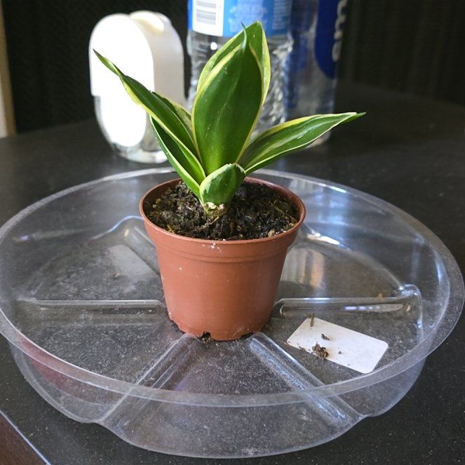 Photo of the plant species Black Gold Snake Plant by @shiaplantgrl named Gobi on Greg, the plant care app