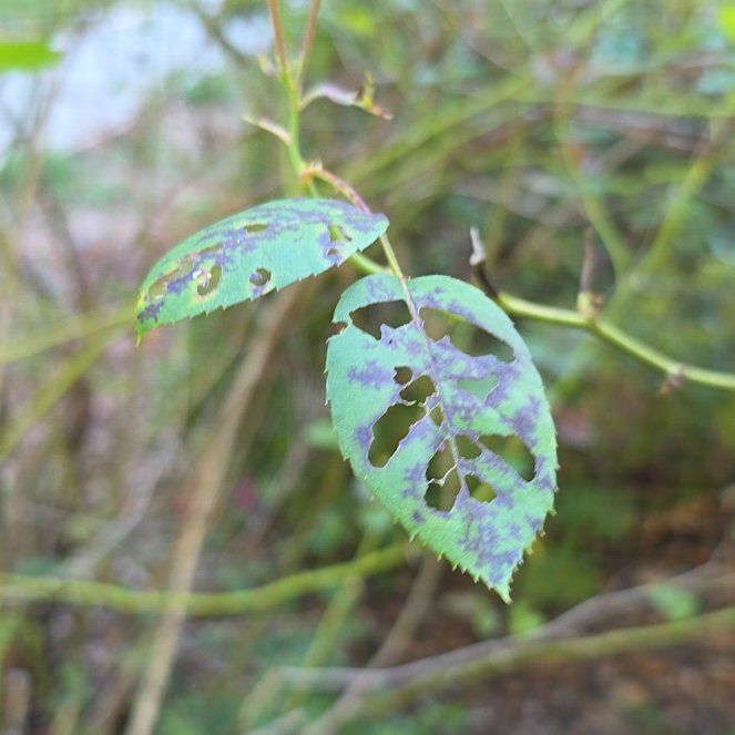 Photo of the plant species Multiflora Rose by @SilkenSquash93 named Foxxy on Greg, the plant care app