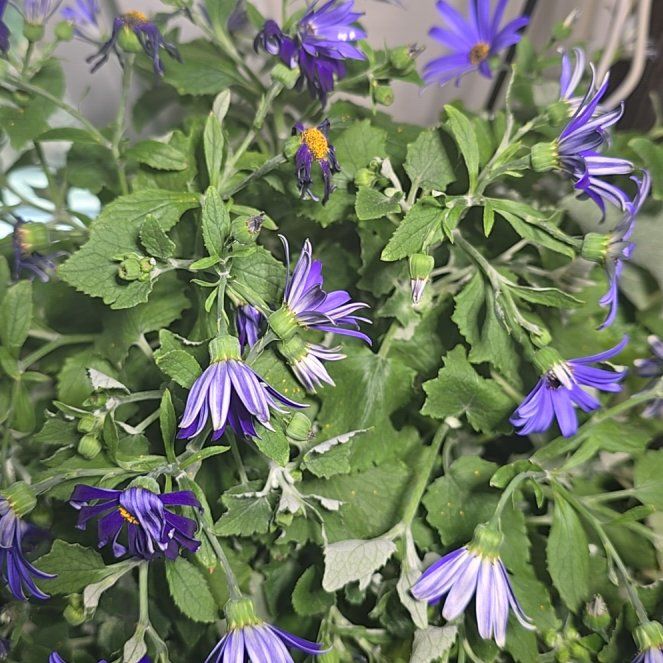 Photo of the plant species Serbian Bellflower by @MeekCorkelm79 named Marley on Greg, the plant care app
