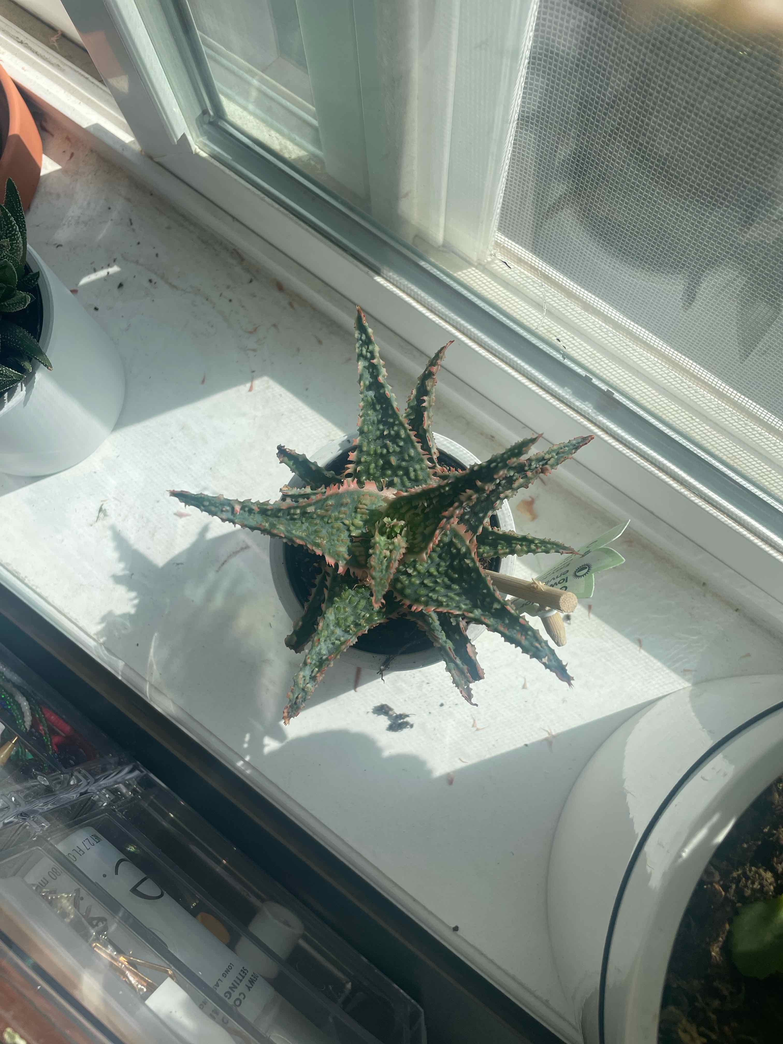 Photo of the plant species Aloe 'Oik' by @Kinoko named Oika on Greg, the plant care app